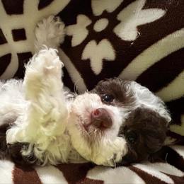 Archie - Brown male Poodle puppy in Mineral Wells, Texas from S.H.A.R.P.’s Toy Poodles