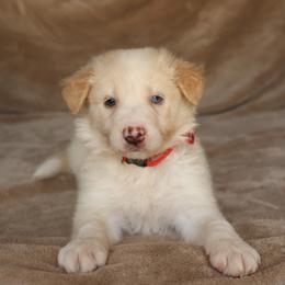 Hiccup - Gold male Border Collie puppy in Courtland, Alabama from C Bar C Ranch Border Collies