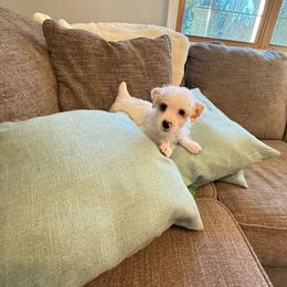 Conrad AKC - Parti male Yorkshire Terrier puppy in Nesbit, Mississippi from Bluff City Yorkies