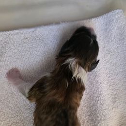 Autumn - Sable and white female Shetland Sheepdog puppy in Seminole, Oklahoma from Symphony Shelties