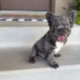 Boy 2 - male French Bulldog puppy in Davis, Oklahoma from Dreampups