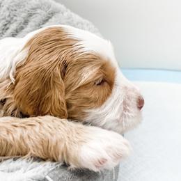 Australian Labradoodle Puppies from Novalie Australian Labradoodles