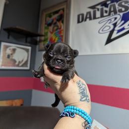 Girl 2 - Liver female French Bulldog puppy in Forney, Texas from Dallas Lonestar Bullies
