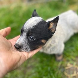 Arlo - Blue speckled male Australian Cattle Dog puppy in Cottage Grove, Oregon from Heirloom Ranch