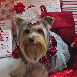 Ruby - Yorkshire Terrier