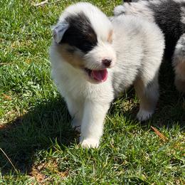 BMM1 - Blue merle male Australian Shepherd puppy in Manchester, Iowa from Lone Willow Aussies