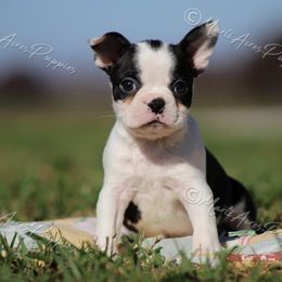 AKC 'Tycoon' - Black brindle and white male Boston Terrier puppy in Lamar, Missouri from Marti Acres ~ Boston Terrier & Beagles