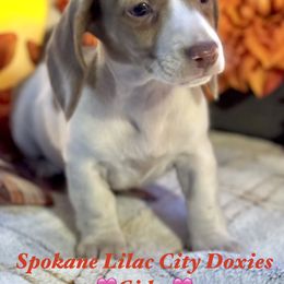 Cider - Piebald female Dachshund puppy in Spokane, Washington from Lilac City Doxies (Also with Spokane)