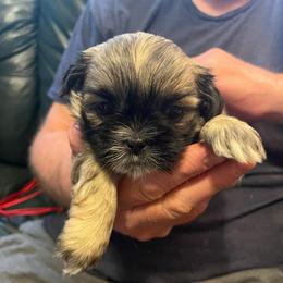 Rudy - Brindle male Shih Tzu puppy in Reading, Michigan from You Little Shih-tzu’s 😊
