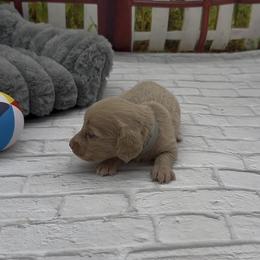 Isabella Based Cream Longhair Male (gray collar) - Cream male Dachshund puppy in Killeen, Texas from Southern Dachshunds