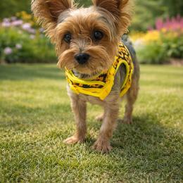 Holly - Yorkshire Terrier