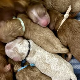Assorted Doodle Crosses, Aussiedoodles, Bernedoodles, Cavapoos, and Goldendoodles from Scenic City Doodles