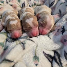 White 3 - Blenheim female Cavapoo puppy in Truckee, California from Heavenly Goldendoodles