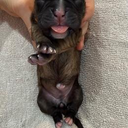 Orange Collar Fawn Female - Fawn female Boxer puppy in Alpine, New York from Kickin Rooster AKC Boxers