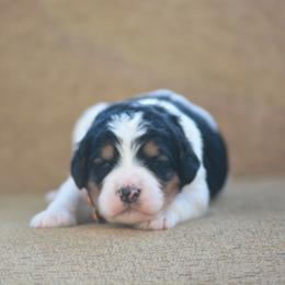 Yellow collar female - Black and white female Bernedoodle puppy in Scottsboro, Alabama from Dixie Land Doodles