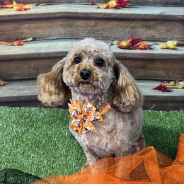 Winston - Goldendoodle