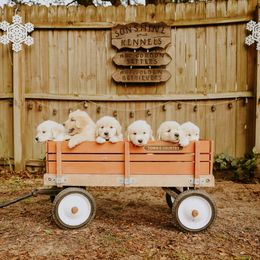 English Setter, Golden Retriever, and Gordon Setter Puppies from Katherine's Gordon Setters, English Setters, and Golden Retrievers