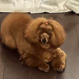 Ivy - Poodle