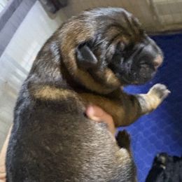 Raven - Sable female German Shepherd puppy in Carbondale, Kansas from Cunningham German Shepherds, LLC