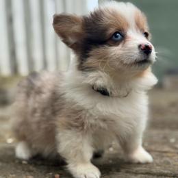 Cristy (cream) fluffy - Sable merle and white female American Corgi puppy in East Oakdale, California from Rhettro Kennels
