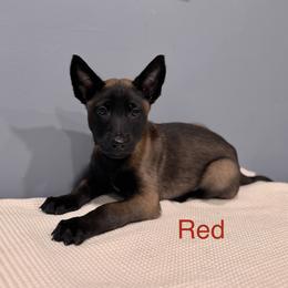 Red - Black sable male Belgian Malinois puppy in Muskegon, Michigan from Red Acres Working Line K9s