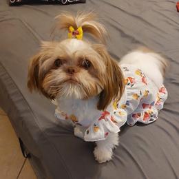 Dolly - Shih Tzu