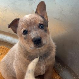 Squeak - Red mottled male Australian Cattle Dog puppy in Oberlin, Kansas from Hangin R Kennels