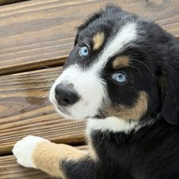 Miniature Australian Shepherd puppies from Jayna Crisp