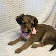 Prague Ratter Puppies from North Star Gem’s Prague Ratters