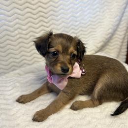 Prague Ratter Puppies from North Star Gem’s Prague Ratters
