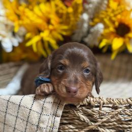 Cider - Chocolate and tan male Dachshund puppy in Fayetteville, West Virginia from Loop Creek Dachshunds