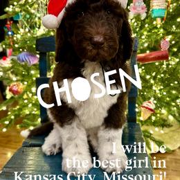 Sally Brown - female Newfypoo puppy in Jackson, Missouri from Two Sisters Ranch, LLC