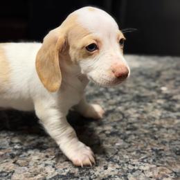 Possible Blue Eyes Extreme Choc Based Red Dapple Piebald Female - Dapple female Dachshund puppy in Horizon City, Texas from Micah's Minis