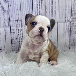 Brazil - Fawn and white female French Bulldog puppy in Lynchburg, Ohio from Pennington Family Frenchies