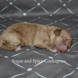 Boy 2 - Cream male Cockapoo puppy in Hopkins, South Carolina from Sugar and Spice Cockapoos