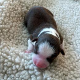 Stella - Red tri female Toy Australian Shepherd puppy in Bristow, Iowa from Pine Ridge Toy and Mini Aussies