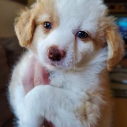 Cedar - Red merle male Aussiedoodle puppy in Grants Pass, Oregon from Down Under Doodles