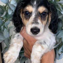 Dachshunds from Vibrant Dachshunds