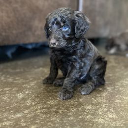 Tundra - Red male Miniature Australian Shepherd puppy in Edgar Springs, Missouri from Scott’s Aussies LLC