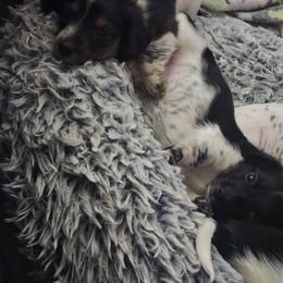 Dachshund Puppies from Kandice's Dachshunds