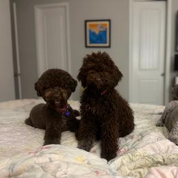 Bella Pretty - Brown roan female Lagotto Romagnolo puppy in Chico, California from Anna’s Lagottos