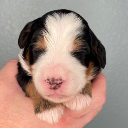 Metallica - Tri-color male Bernedoodle puppy in Surprise, Arizona from Huckleberry Doodles