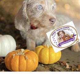 Dachshund Puppies from DTR