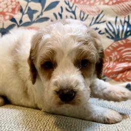 Noble - Parti male Goldendoodle puppy in Pensacola, Florida from Goldendoodles Love You in Pensacola Friend Edition