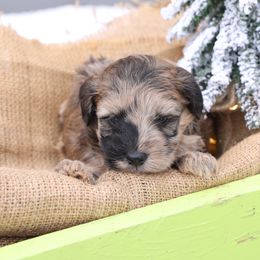 Jingle - Merle male Whoodle puppy in West Bend, Iowa from Blue Skies Terriers