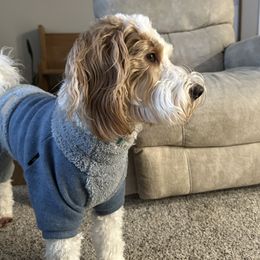Maggie - Goldendoodle