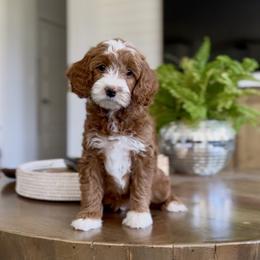 Lily - Red  female Goldendoodle puppy in St George, Utah from Doodle Bears of Southern Utah