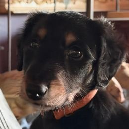 Orange Boy - Black and tan male Saluki puppy in Los Angeles, California from Srinagar Salukis