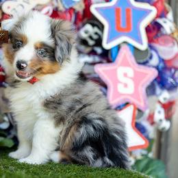 Ovation - Blue merle female Miniature Australian Shepherd puppy in Granbury, Texas from Best Little Aussies