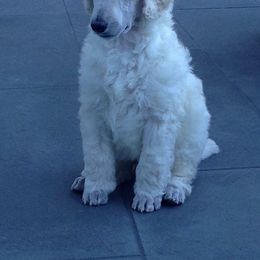 Poodle Puppies from Cabernet Standard Poodles